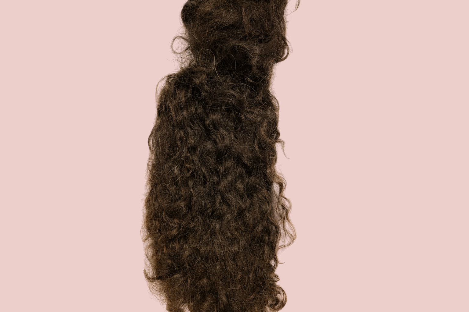 Ponytails prepared to send for a wig made from your own hair